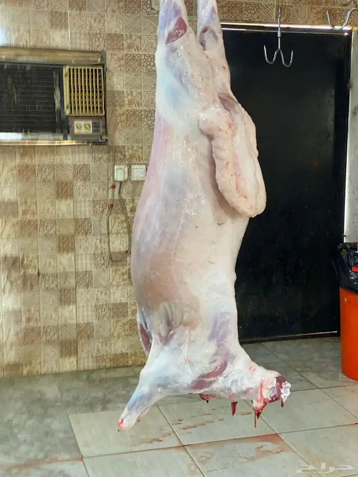 ذبايح طليان حري من البر لبيتك شي يجمل ونظيف 4