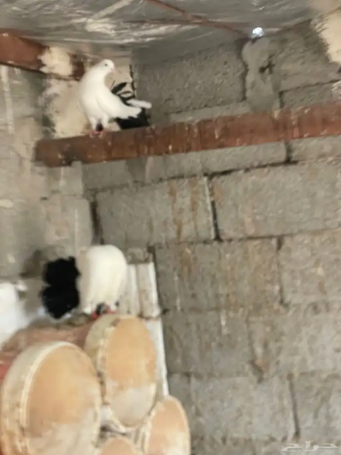 حمام للبيع خوارج (املج ) 4