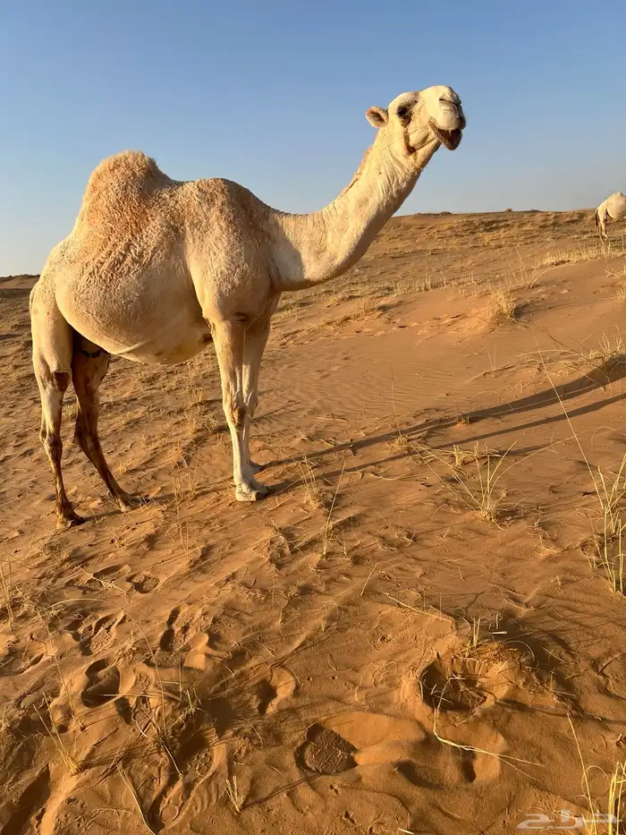 لقحه رباع صاهوديه للبيع 3