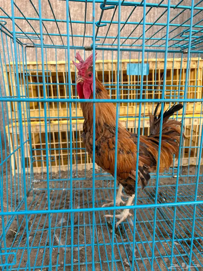 ديوك ترثه فرقى مستوى تب 12