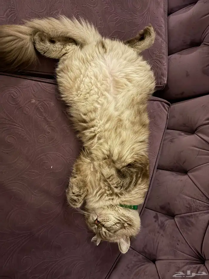 قطط للتبني 3