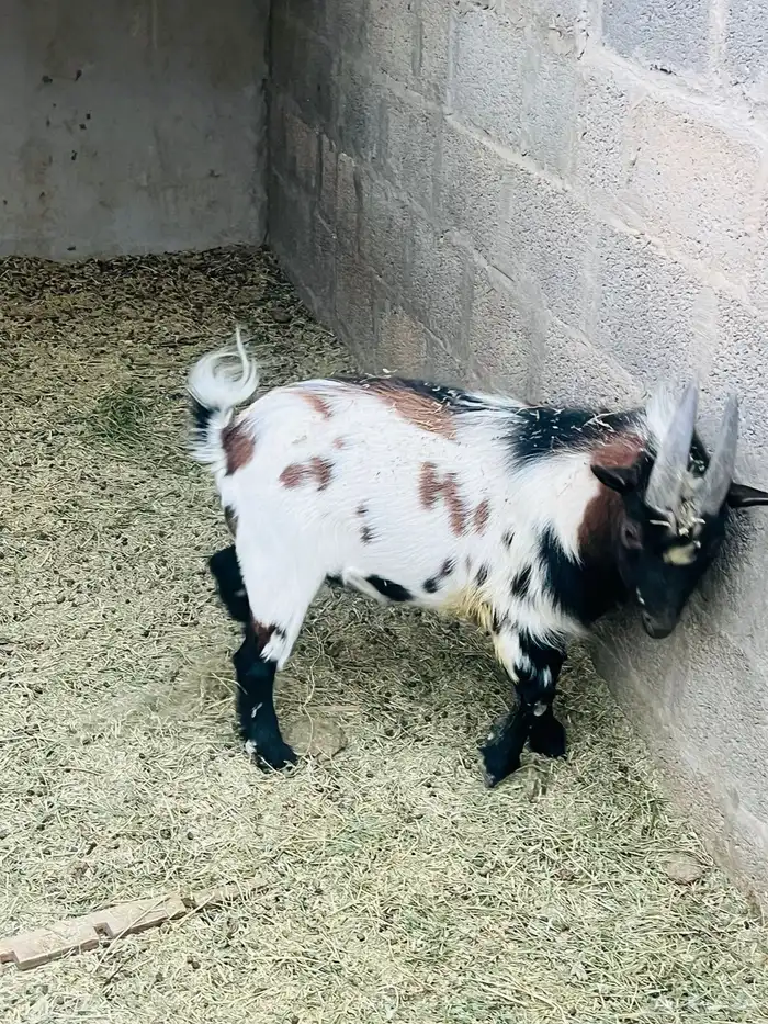 ماعز قزم مكس 2