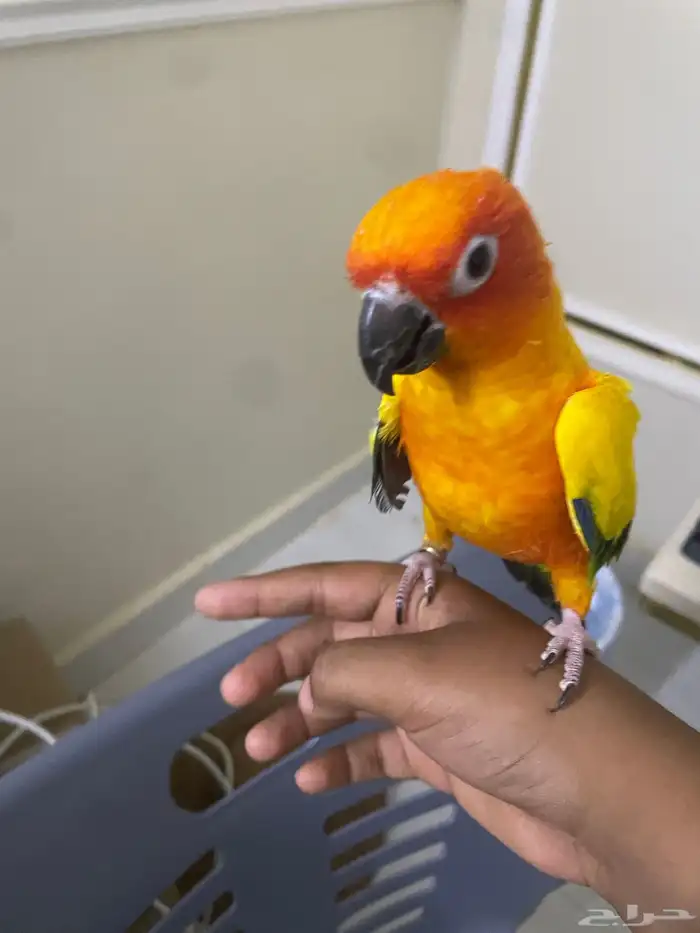 صن كنيور للبيع مع القفص 0