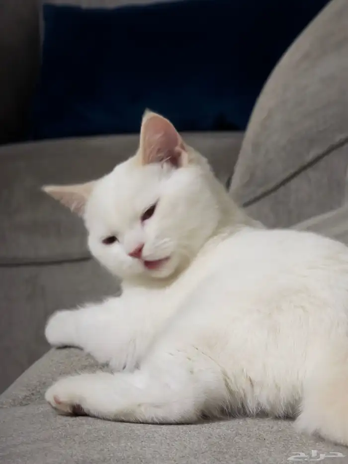 كتن سكوتش ستريت 3