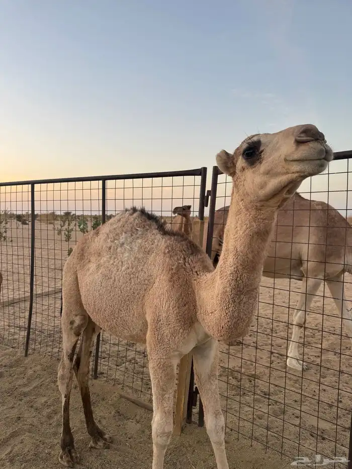 حاشي لباني 1