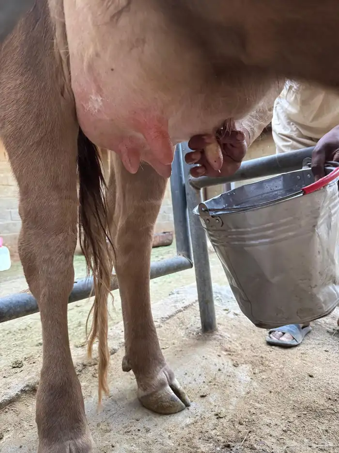 بقرة المانية للبيع 1