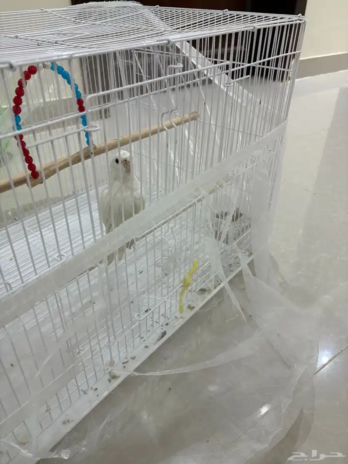 طير كروان البينو 0