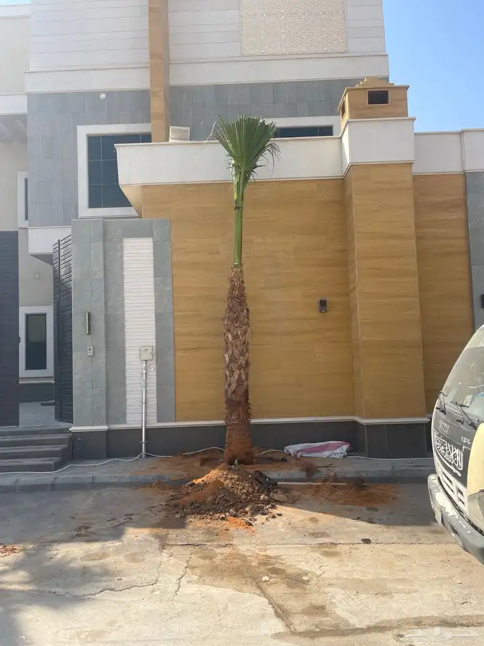 نخيل واشنطن للبيع 3