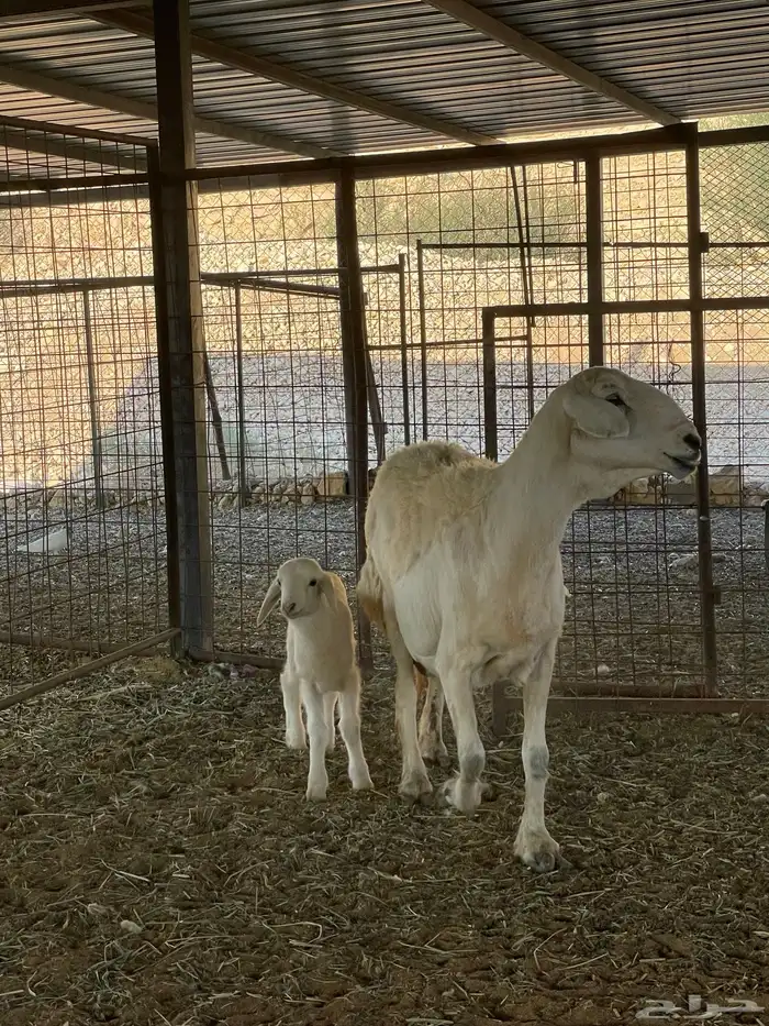 حرية متبع طيبة وحرية رباع دافع 4 شهور 2