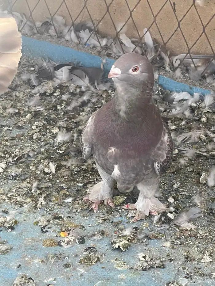 حمام زاجل وزينه 2