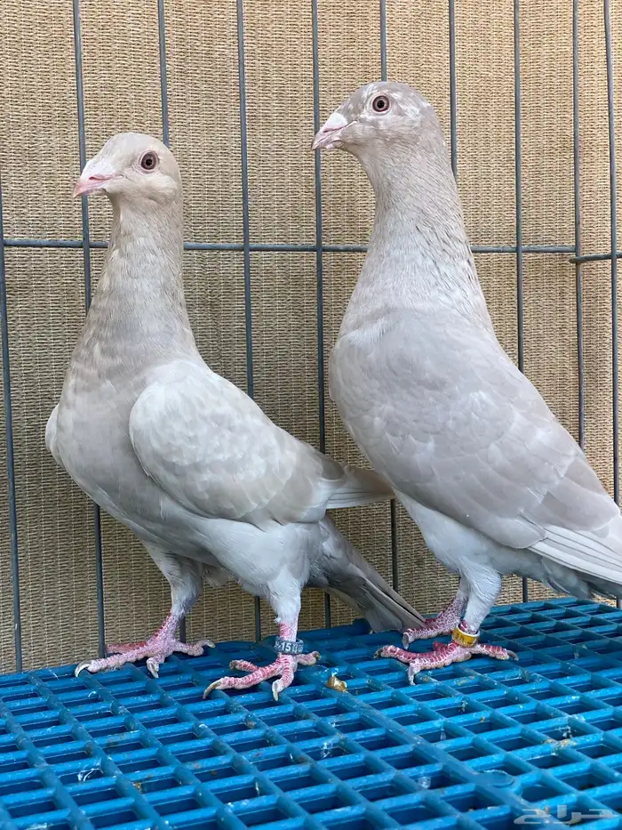 زاجل فاخر 13