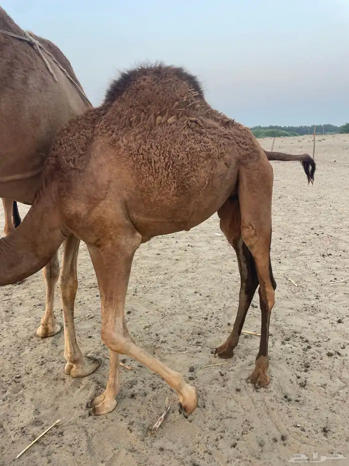 قعود وبكرتين على اللبن للبيع 12