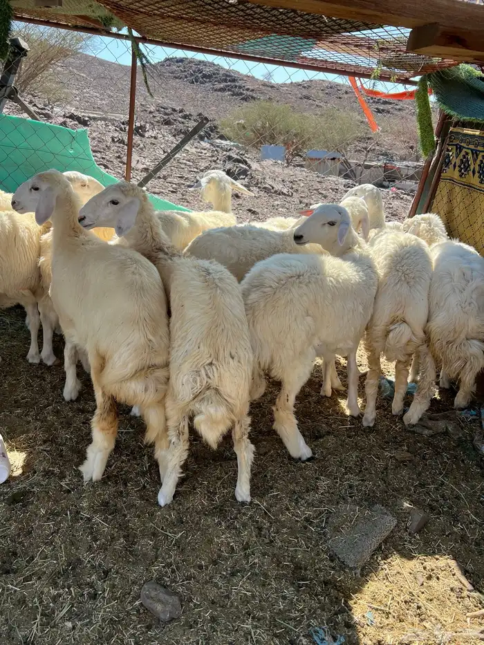 رخال حريات حبص 1