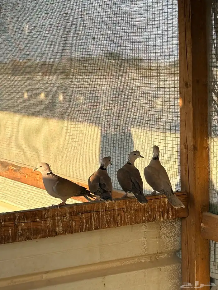 للبيع ياكريم 0