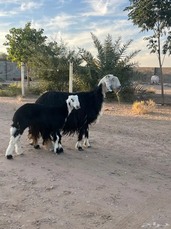 نجديه والد تحتها رخل 1