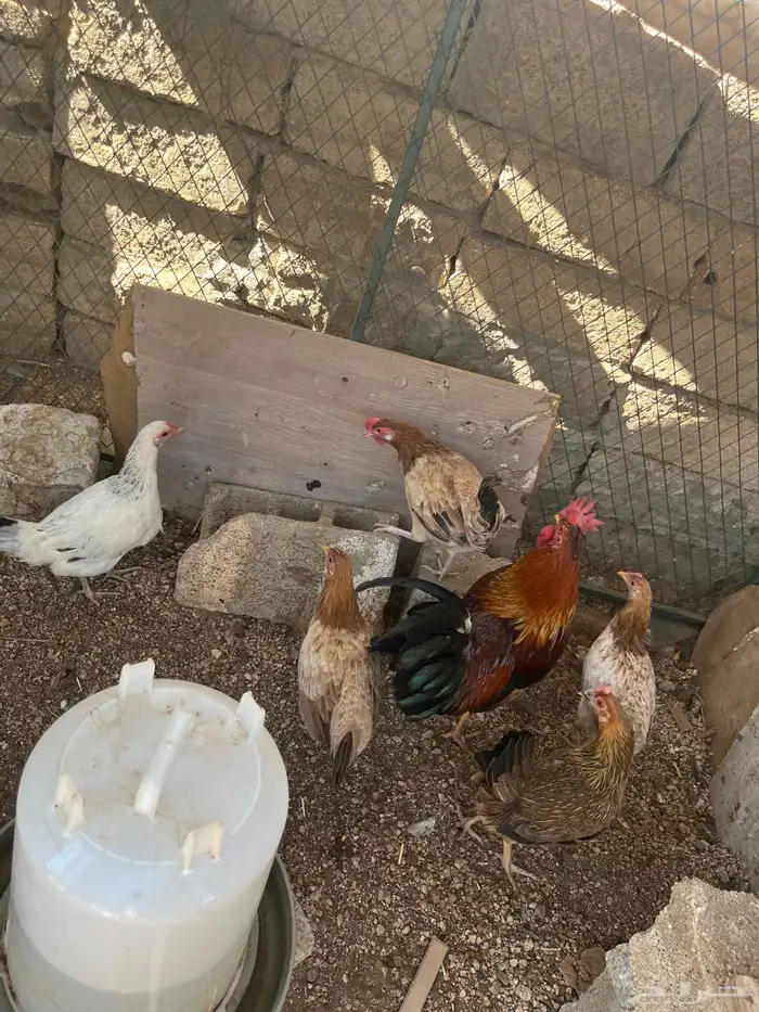 دجاج بلدي موقع وادي بن هشبل 2