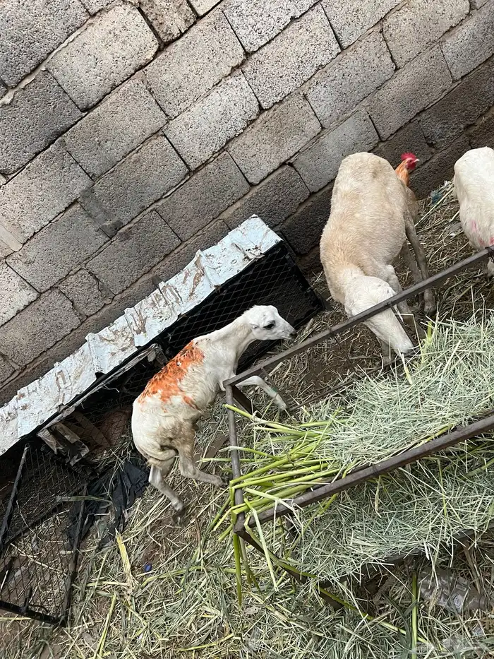 كباشي بلدي 4