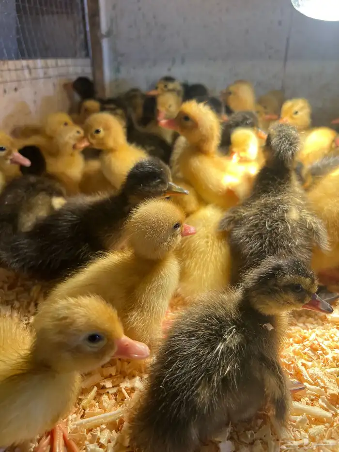 صيصان بكين وشرشير 1