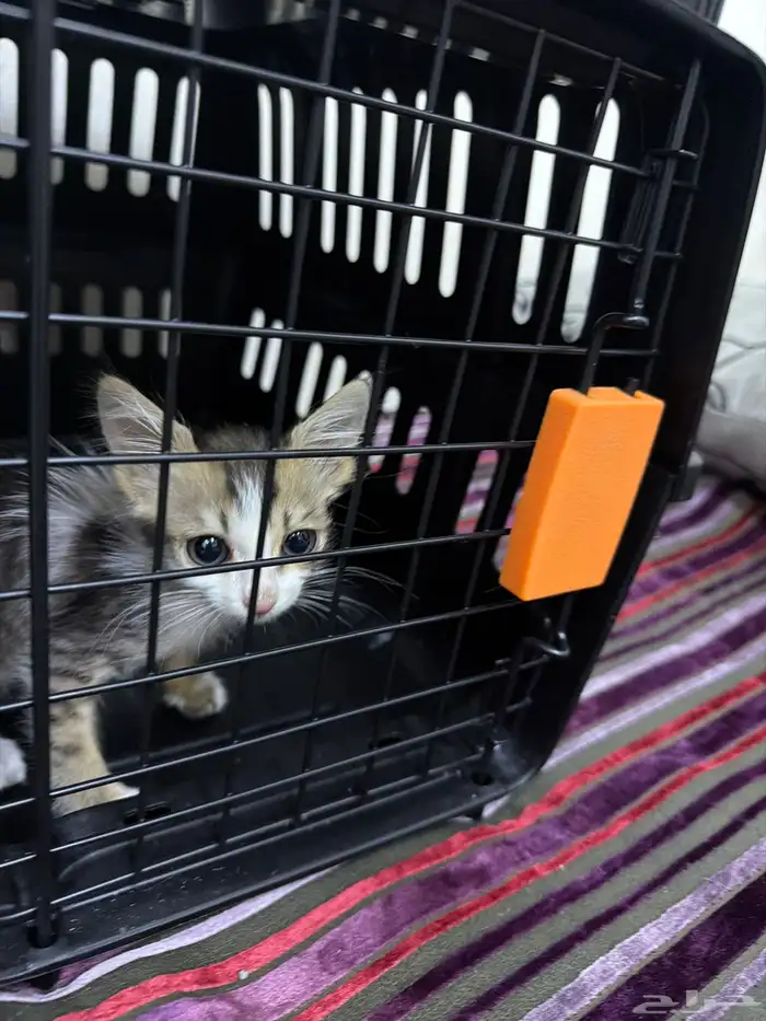 تبني قط صغير عمره شهر وشوي بلدي 0