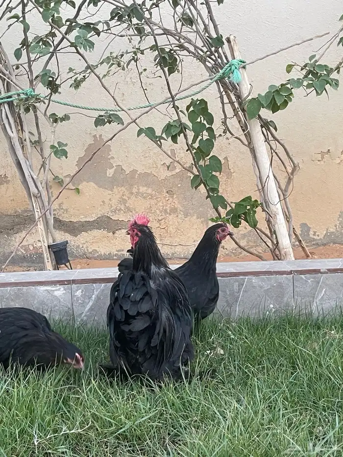 بيض دجاج زينة مخصب بإذن الله 27