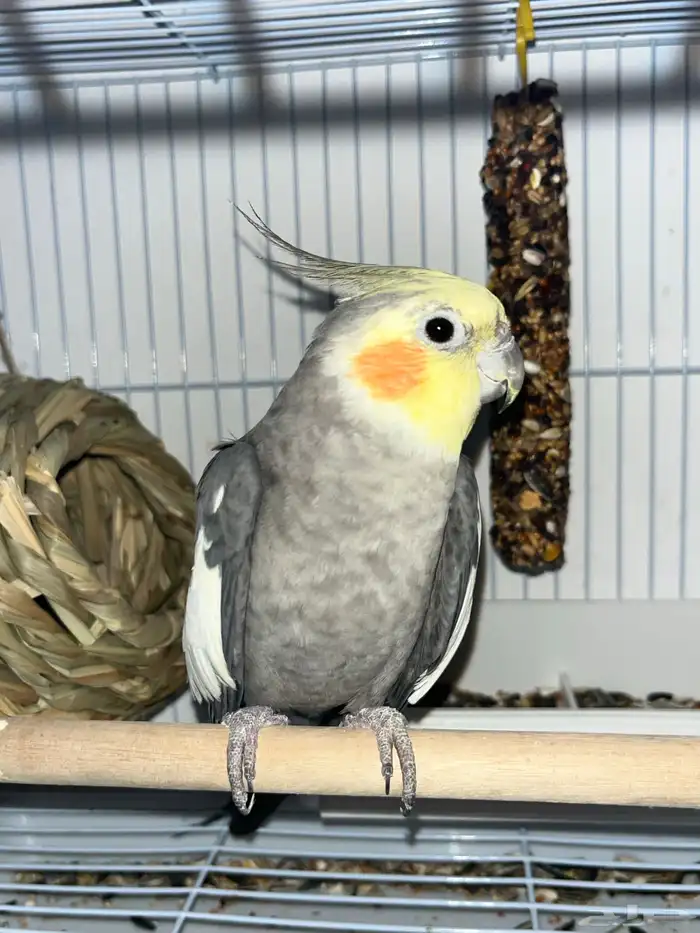 ببغاء كروان 1