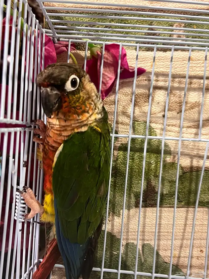 ازواج كنيور يلوسايد 8