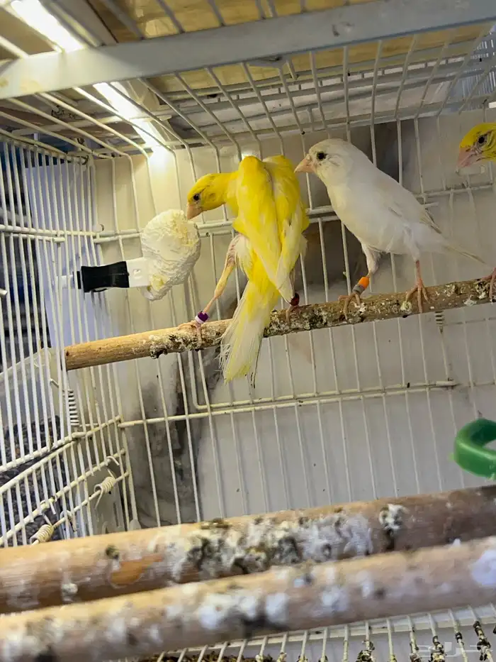 أناثي كناري جيبوسو 1