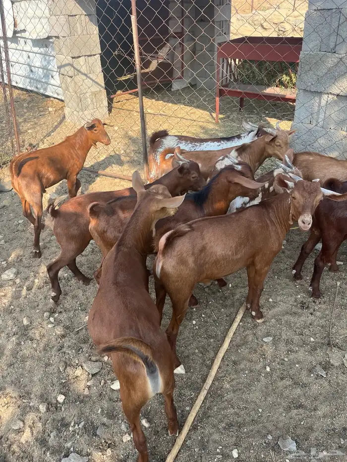 تيوس العدد 14 الحد من. 1100 13