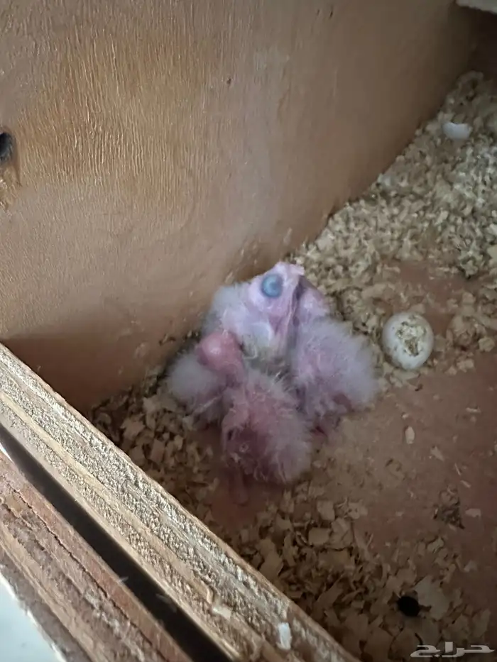 زوج كروان سبلت رسيسف بالفروخ 4