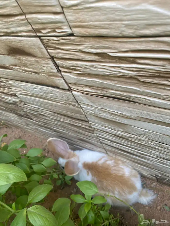 ارنبين للبيع 1