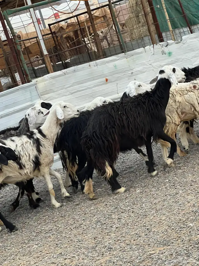 ضان حجريات صنف 22