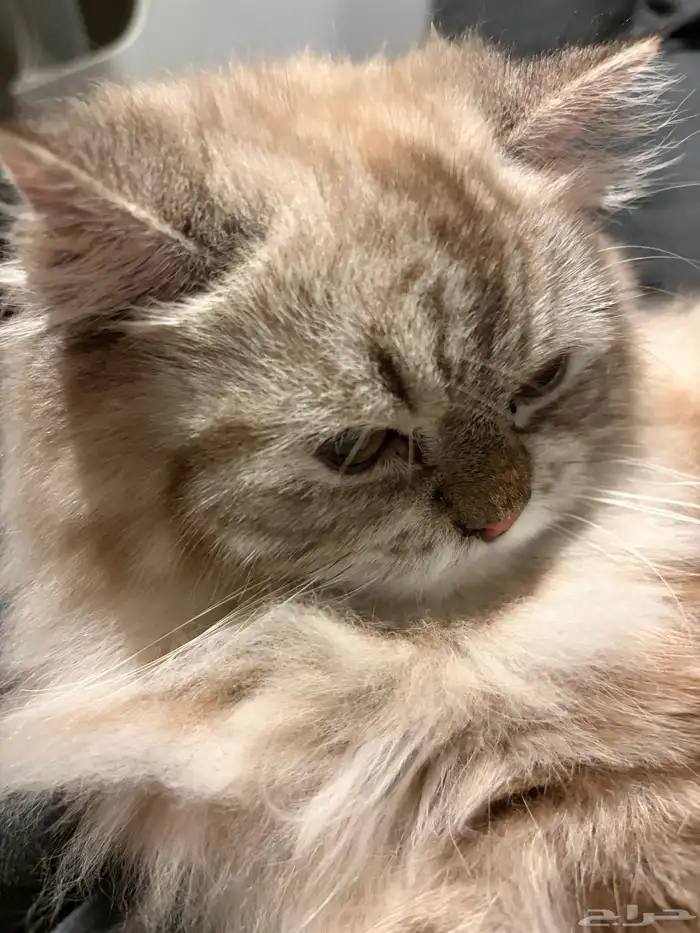 قطط للتبني 5