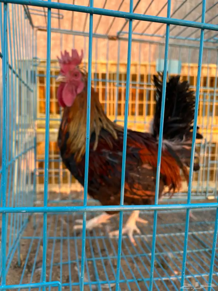 ديوك ترثه فرقى مستوى تب 26