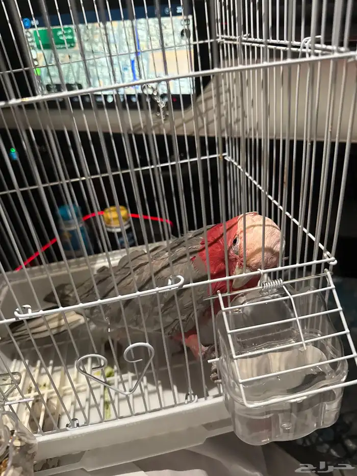 كوكاتو غالا 1