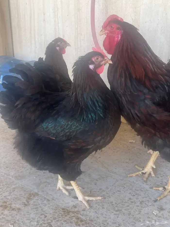 دجاج وايندوايت للبيع 8