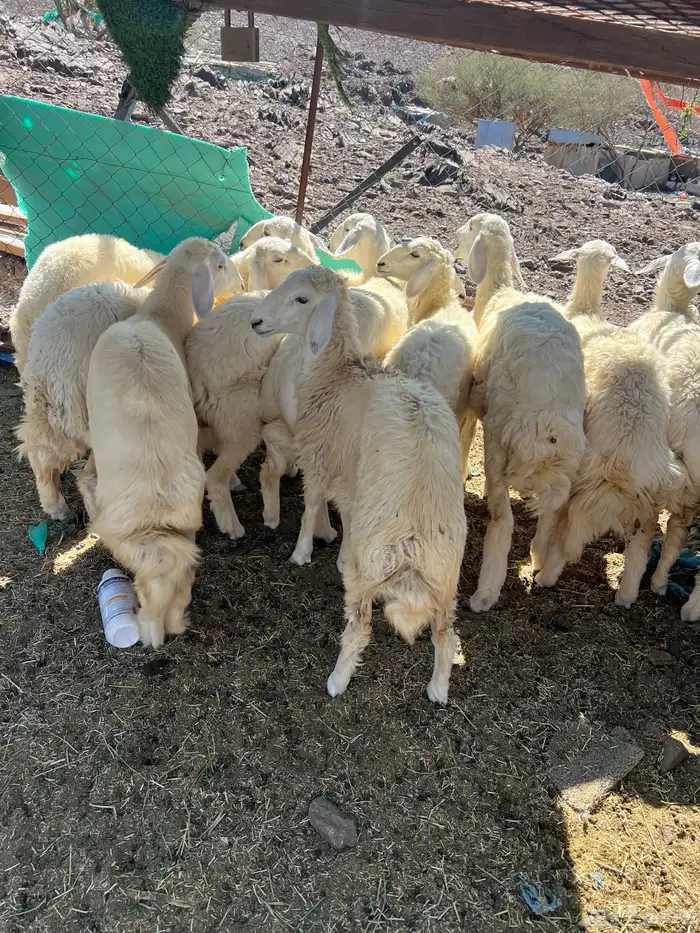 رخال حريات حبص 0