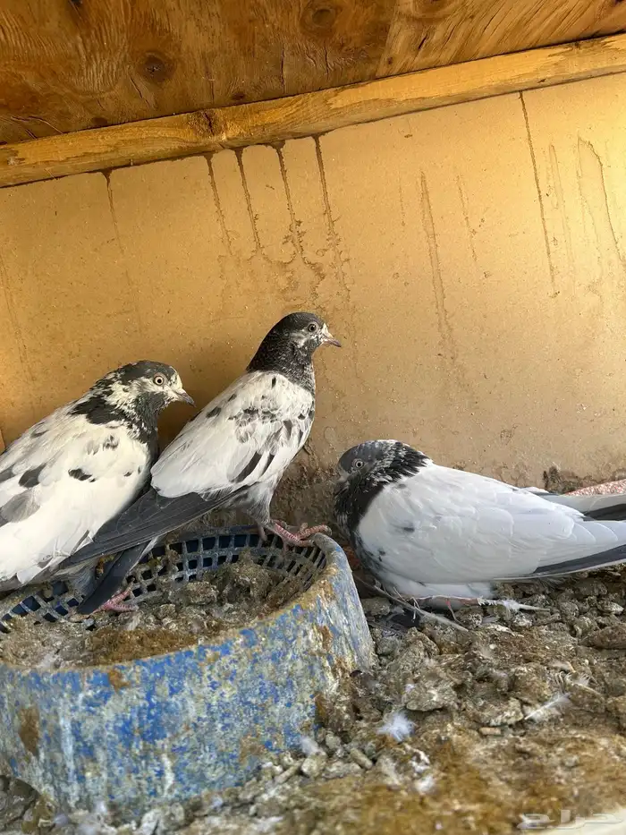 حمام بكستاني 12