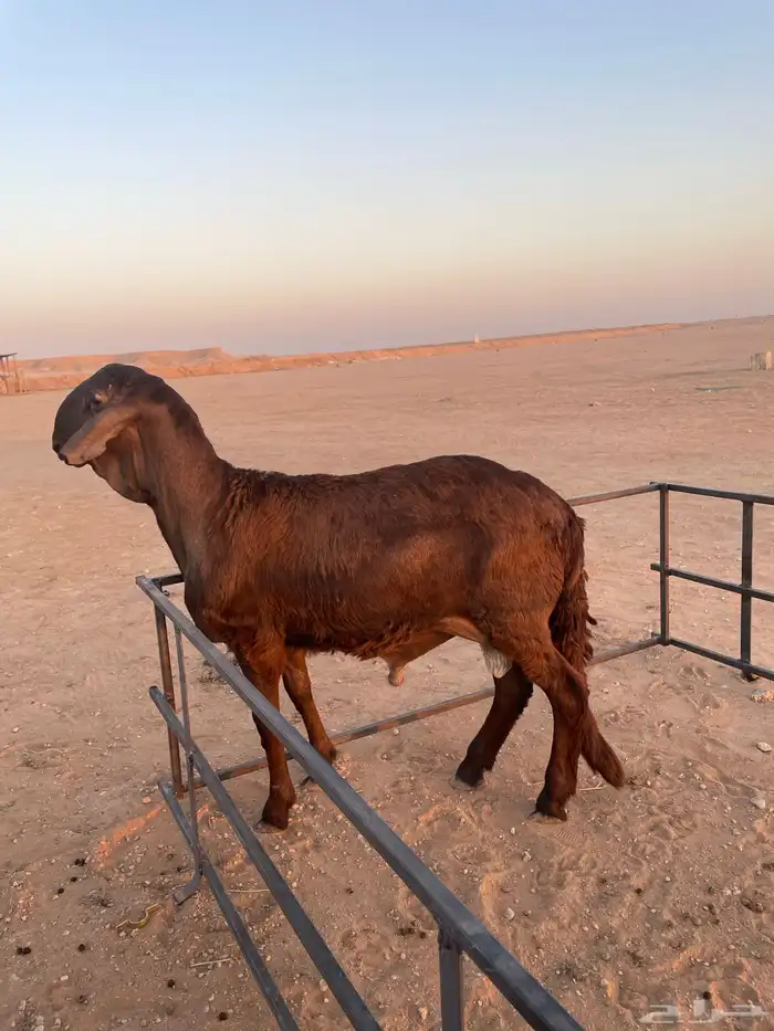 ذبايح سواكني 1