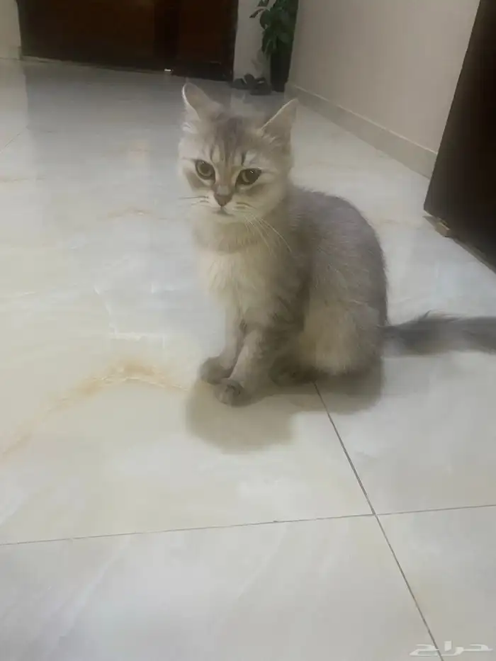 لقينا قطه بالخليج 0