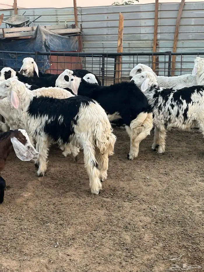 ذبايح خرفان حريات جبره 6