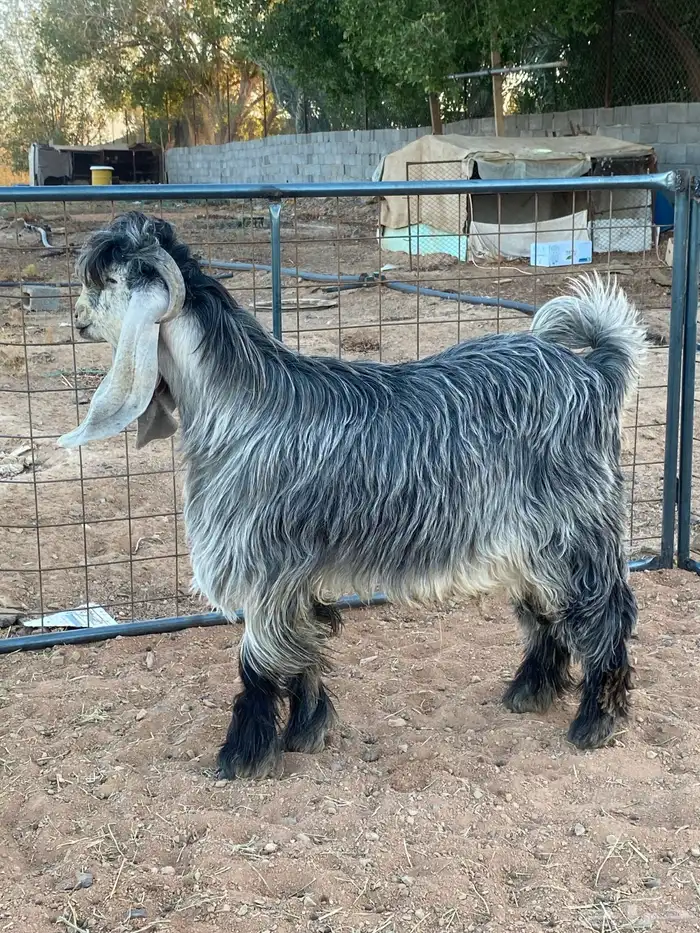 تيس فحل معزا عوارض شهب 7