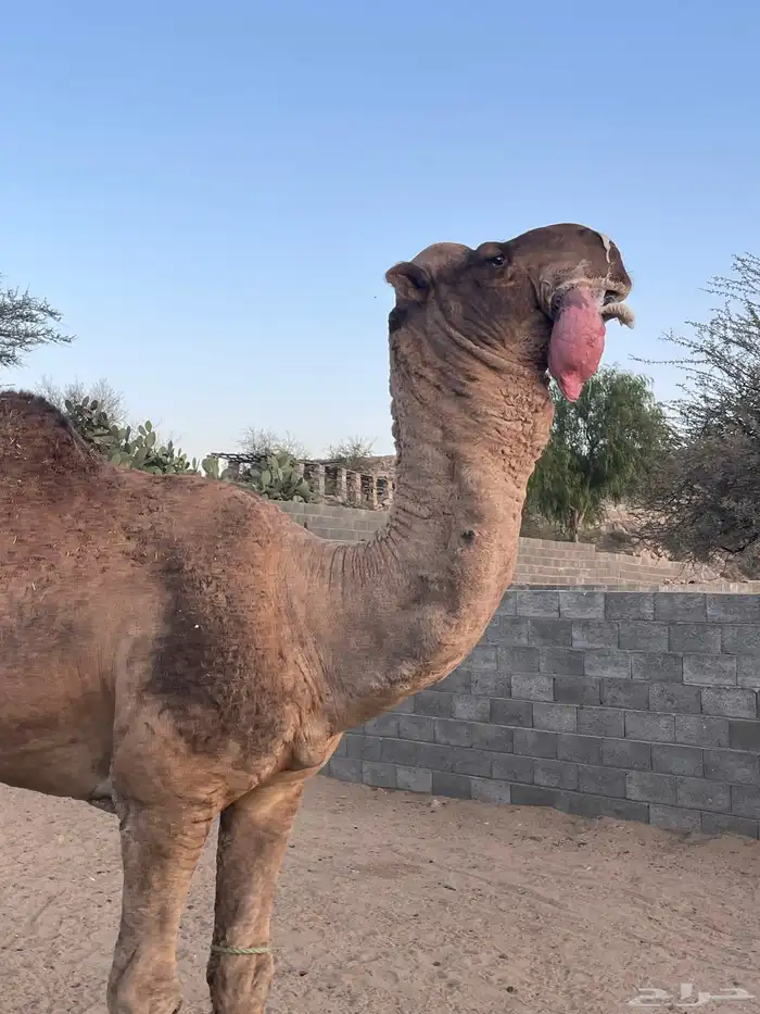 بعير حمر هايج جبر هااايل مشروط 1