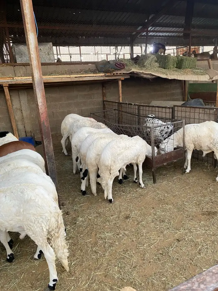 طليان وتيوس ذبايح 1