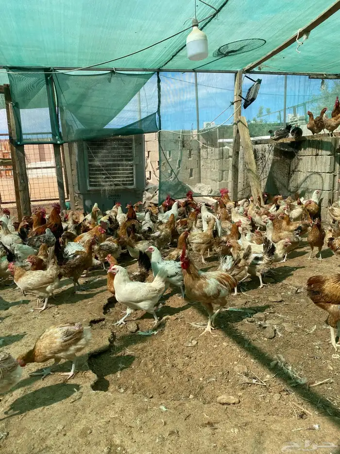 للبيع دجاج بلدي عمر ثمان وتسع شهور تقريبا 10