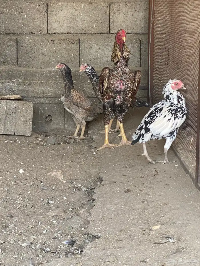 دجاج باكستاني نسل ابو ريتاج 4