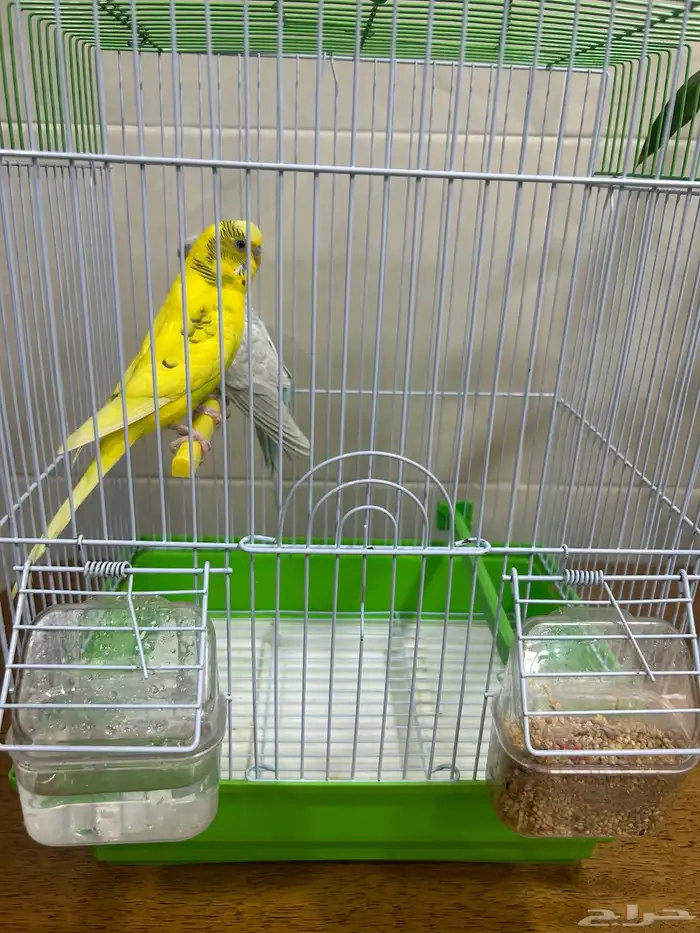 عصافير الحب للبيع 0