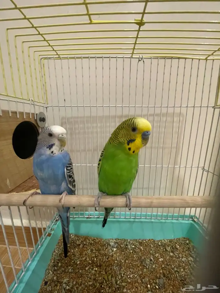 طيور حب مع بيتهم 2