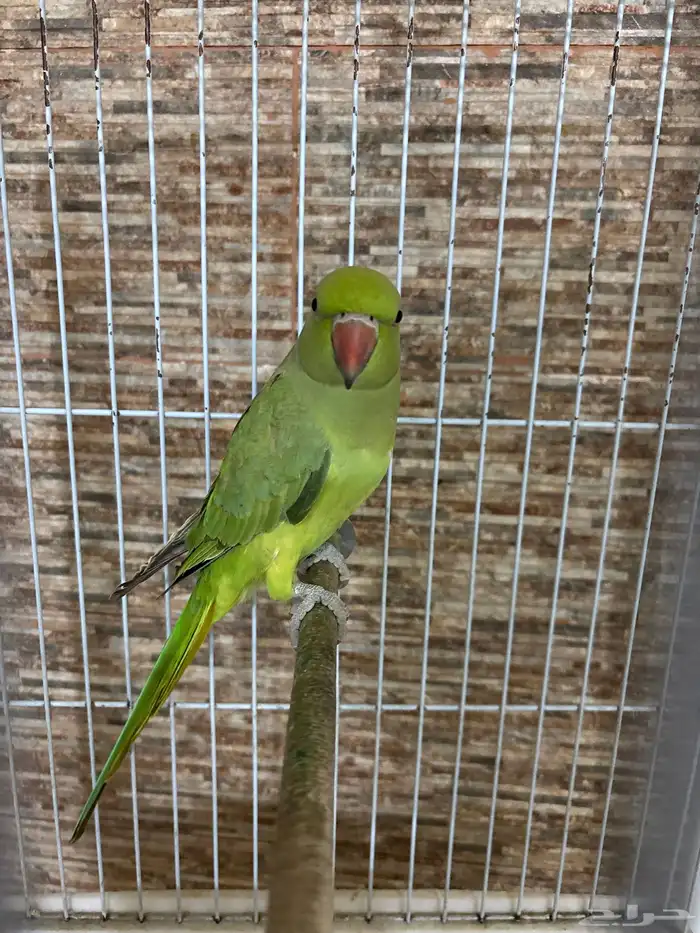 دره هندي ذكر 0