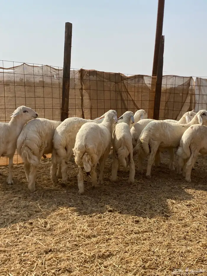 ذبايح طليان حري من البر لبيتك شي يجمل ونظيف 3