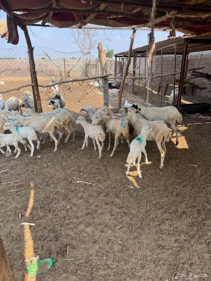 ضان رفيدي مناتيج 0